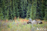 Elk (Alces alces)