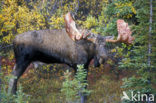 Elk (Alces alces)