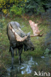 Elk (Alces alces)