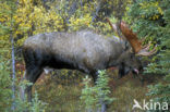 Elk (Alces alces)