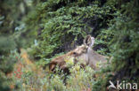 Eland (Alces alces)