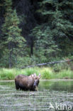 Elk (Alces alces)