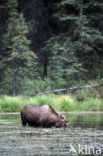 Elk (Alces alces)