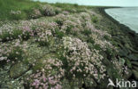 Engels gras (Armeria maritima) 