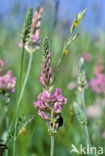 Esparcette (Onobrychis viciifolia)