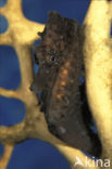 Short-snouted seahorse (Hippocampus hippocampus)