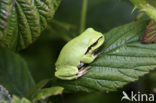 Europese boomkikker (Hyla arborea) 