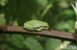 Europese boomkikker (Hyla arborea) 