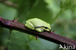 Europese boomkikker (Hyla arborea) 