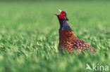 Ring-necked Pheasant (Phasianus colchicus)