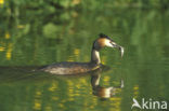 Great Crested Grebe (Podiceps cristatus)