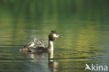 Great Crested Grebe (Podiceps cristatus)