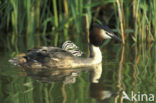 Great Crested Grebe (Podiceps cristatus)