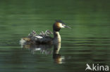 Great Crested Grebe (Podiceps cristatus)