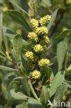 Gagel (Myrica)