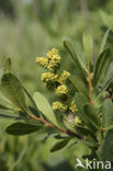 Gagel (Myrica)