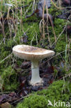 Gele knolamaniet (Amanita citrina)