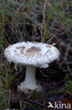 false death cap (Amanita citrina)