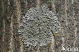 Powdered speckled shield lichen