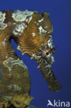 Gestreept Zeepaardje (Hippocampus erectus) 