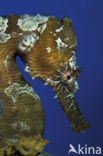 Lined Seahorse (Hippocampus erectus) 