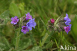 Lungwort (Pulmonaria officinalis)