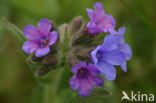 Lungwort (Pulmonaria officinalis)