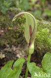 Lords-and-Ladies (Arum maculatum)