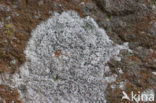 Diplotomma alboatrum