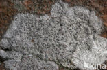 Diplotomma alboatrum