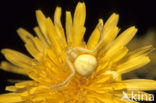 Gewone kameleonspin (Misumena vatia)