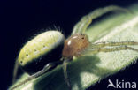 Cucumber green spider (Araniella cucurbitina)