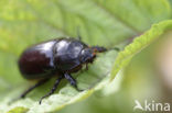 common cockchafer (Melolontha melolontha)