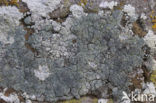Dust lichen (Lepraria incana)