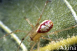 Gewone tandkaak (Enoplognatha ovata)