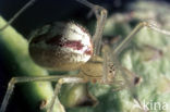 Gewone tandkaak (Enoplognatha ovata)