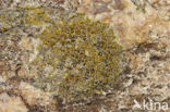 sea lichen (Caloplaca maritima)