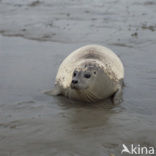 Common Seal (Phoca vitulina)
