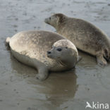 Gewone zeehond (Phoca vitulina) 