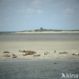 Gewone zeehond (Phoca vitulina) 