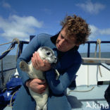 Gewone zeehond (Phoca vitulina) 