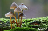 Sulphur tuft (Hypholoma fasciculare)