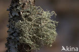 Gewoon baardmos (Usnea subfloridana) 