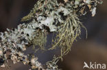 Beard lichen (Usnea subfloridana)