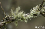 Gewoon baardmos (Usnea subfloridana) 