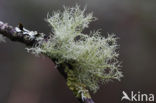Beard lichen (Usnea subfloridana)