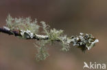 Beard lichen (Usnea subfloridana)