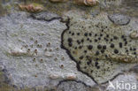 Disk lichen (Lecidella elaeochroma)