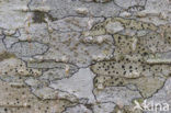 Disk lichen (Lecidella elaeochroma)