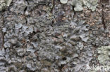Gewoon schildmos (Parmelia sulcata)